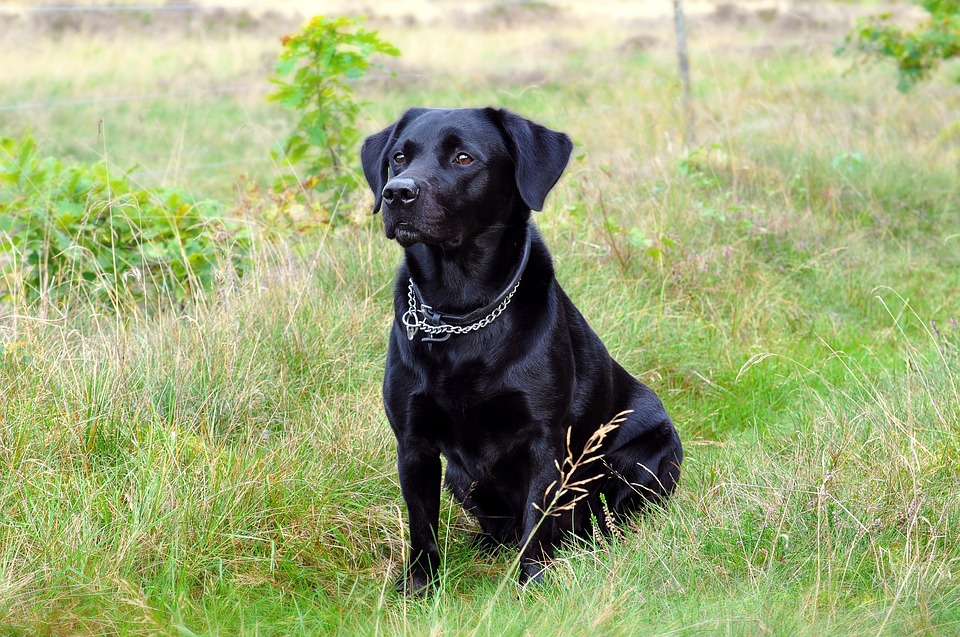 Labrador