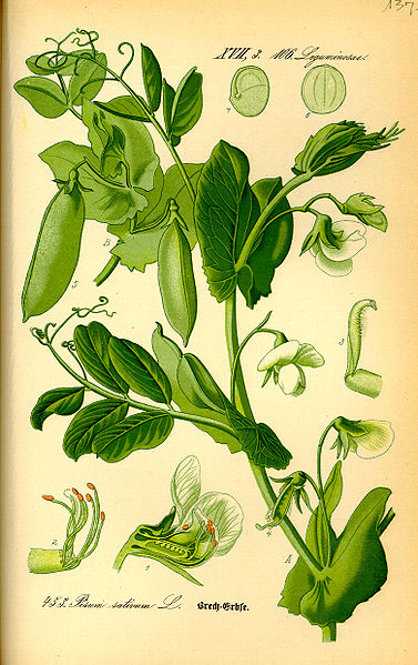 Botanical drawing of the pea plant, Pisum Sativum