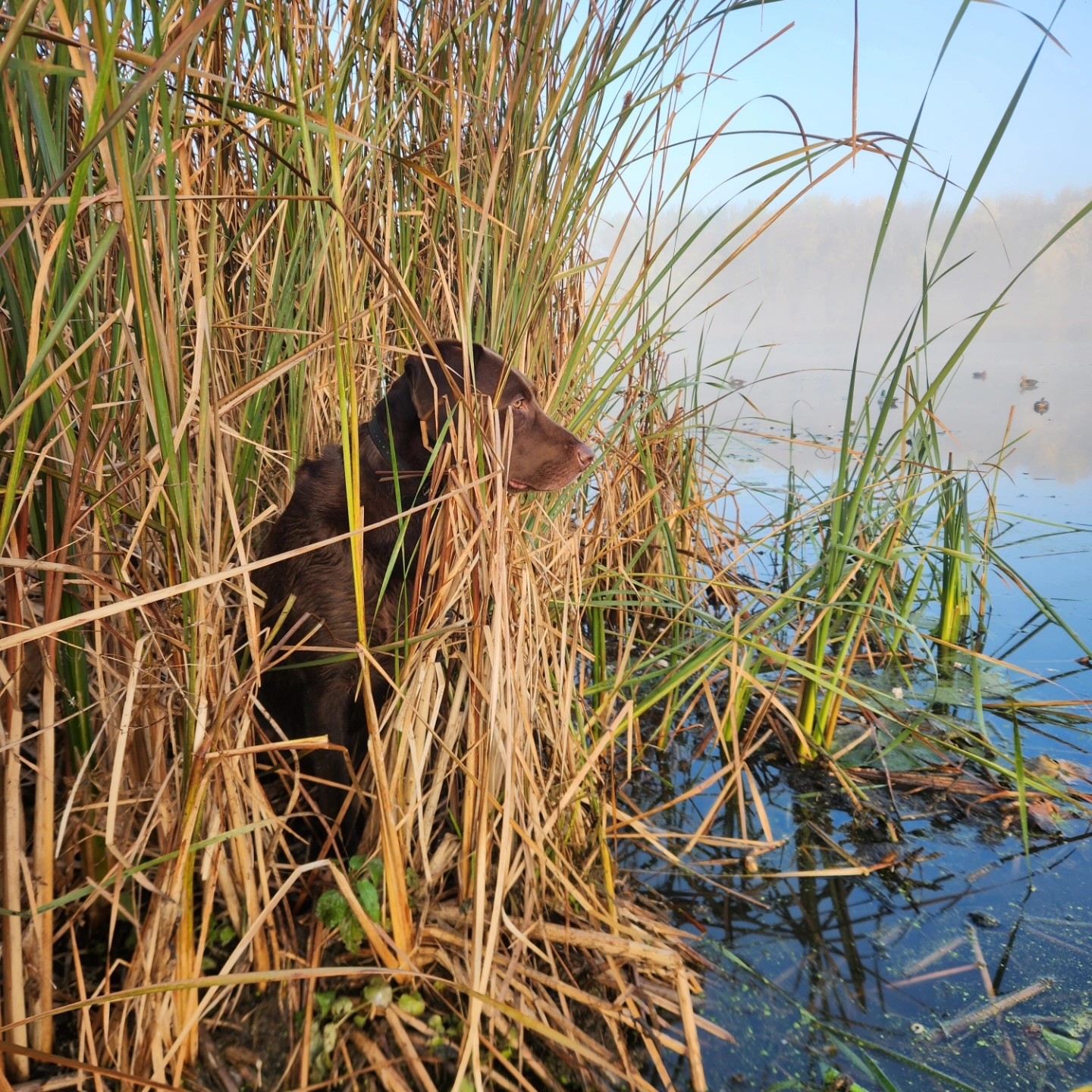 Labrador Retriever sitting at waters edge duck hunting