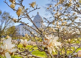 Magnolias blooming on the Capitol grounds